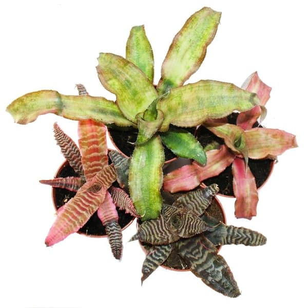 Set med 4 bromeliadländer - Cryptanthus - färgglada bladverk - Perfekt för terrarier