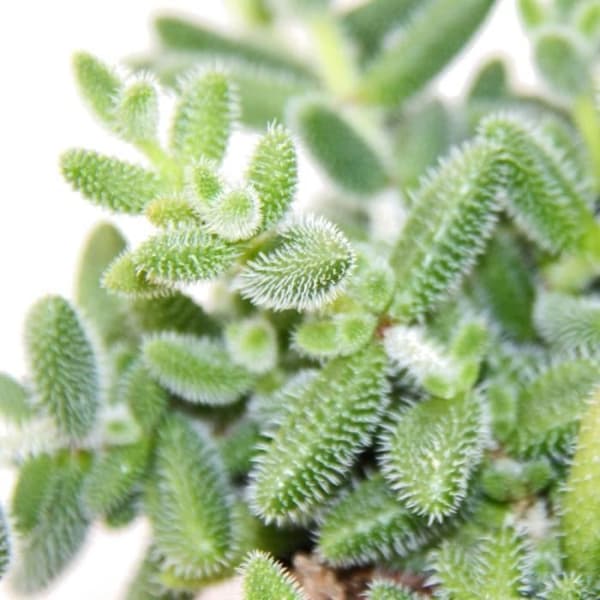 Exotenherz - Gurka - Delosperma echinatum - 12cm kruka