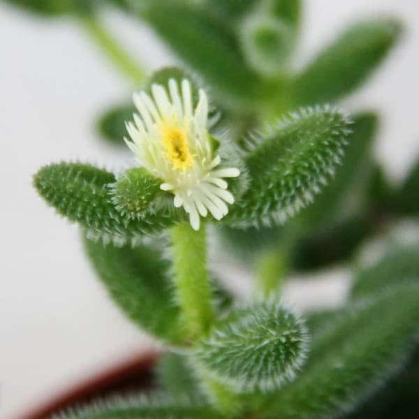 Exotenherz - Gurka - Delosperma echinatum - 12cm kruka