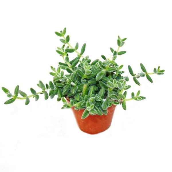 Exotenherz - Gurka - Delosperma echinatum - 12cm kruka