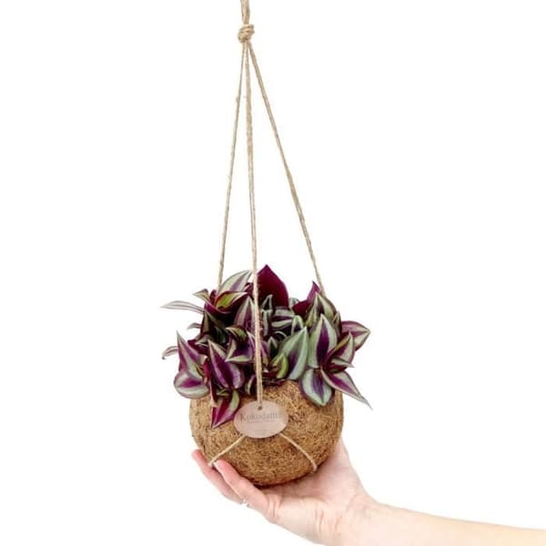 Exotenherz - Kokodama - Tradescantia zebrina i behållare Kokodama att hänga - trepolig blomma - ca 15cm