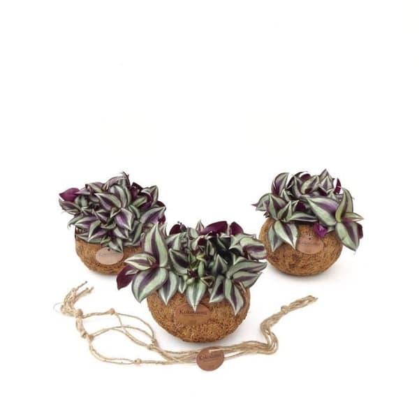 Exotenherz - Kokodama - Tradescantia zebrina i behållare Kokodama att hänga - trepolig blomma - ca 15cm
