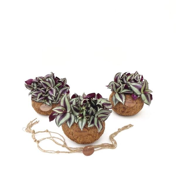 Exotenherz - Kokodama - Tradescantia zebrina i behållare Kokodama att hänga - trepolig blomma - ca 15cm