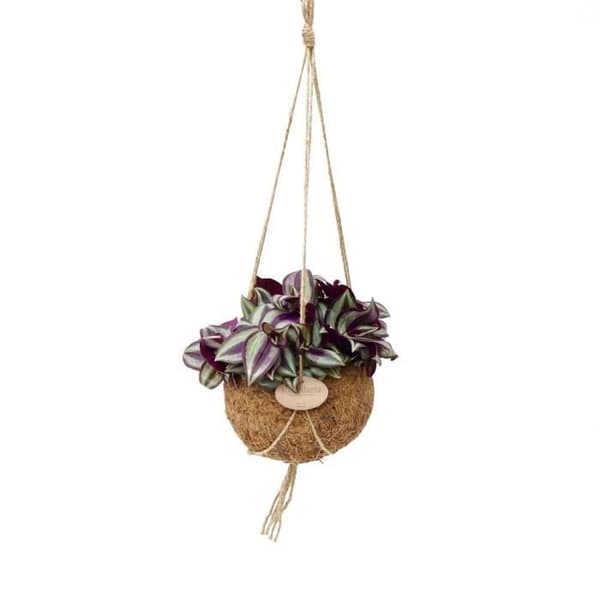 Exotenherz - Kokodama - Tradescantia zebrina i behållare Kokodama att hänga - trepolig blomma - ca 15cm