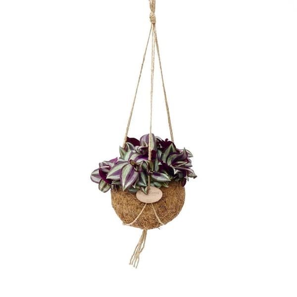 Exotenherz - Kokodama - Tradescantia zebrina i behållare Kokodama att hänga - trepolig blomma - ca 15cm