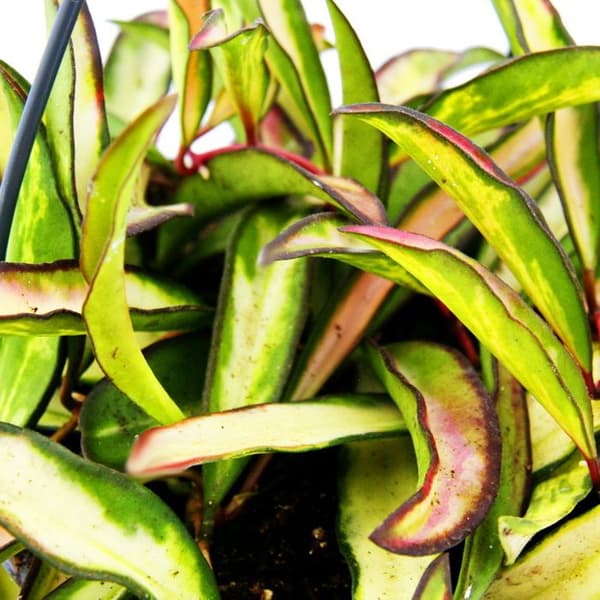 Krukväxt att hänga - Hoya wayetii tricolor - Vaxblomma 14cm upphängning