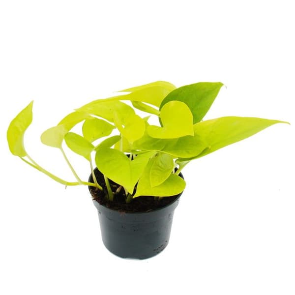gulgrön efeutute - Epipremnum Golden Pothos - Scindapsus - 12cm kruka - inomhusväxt