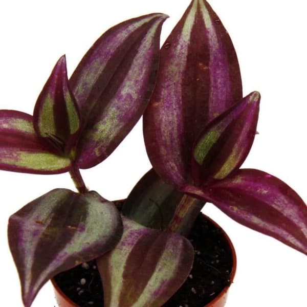 Mini växt - Tradescantia « Lila » - tre mästare blomma - vattensjälv - Ideal för små skålar och burkar - Baby växt i p