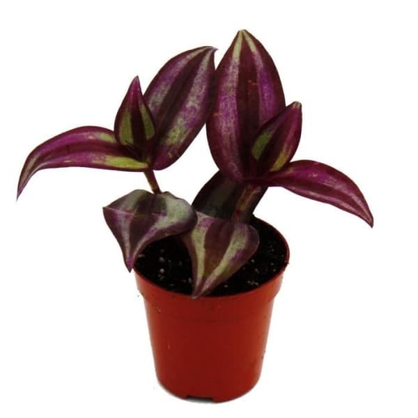 Mini växt - Tradescantia « Lila » - tre mästare blomma - vattensjälv - Ideal för små skålar och burkar - Baby växt i p