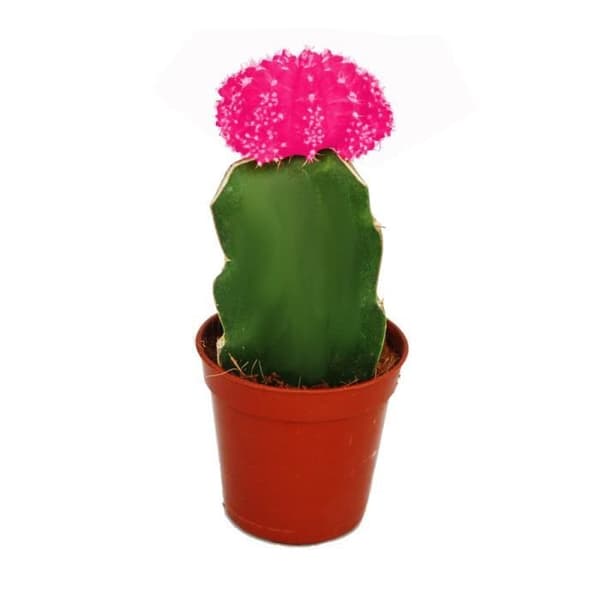 Gymnocalycium mihanovichii - jordgubbskaktus - rosa - 5,5 cm kruka