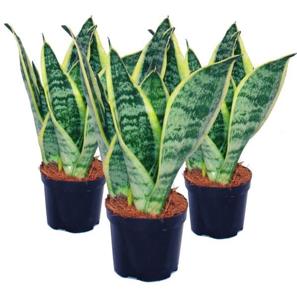 Set med 3 Sansevieria trifasciata - gulgrön hampa - 9 cm kruka