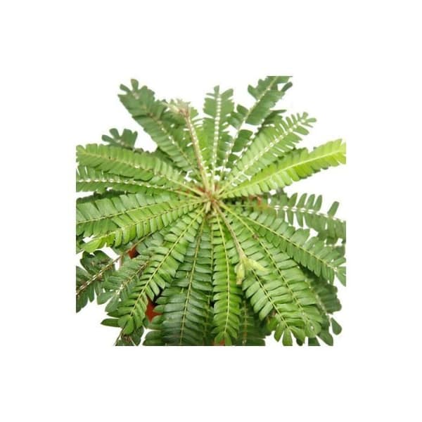 Set med 2 st Biophytum sensitivum - South Sea Palm - 9cm lerkruka