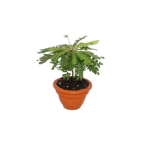 Set med 2 st Biophytum sensitivum - South Sea Palm - 9cm lerkruka