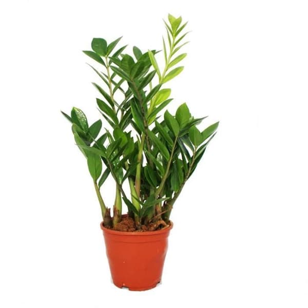 Zamioculcas zamiifolia - Zamio Palm - Zamio Fern 14cm Kruka
