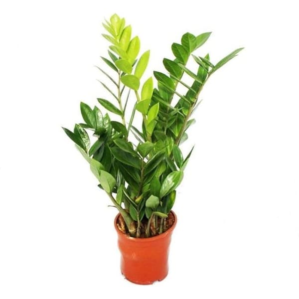 Zamioculcas zamiifolia - Zamio Palm - Zamio Fern 14cm Kruka