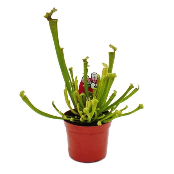 Exotenherz - Trio av rörformade växter - 3 olika Sarracenia-växter i ett set - köttätande växter - 9 cm kruka
