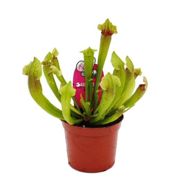 Exotenherz - Trio av rörformade växter - 3 olika Sarracenia-växter i ett set - köttätande växter - 9 cm kruka