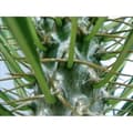Miniatyrbild 2 av 2: Pachypodium lameri - Äkta palm från Madagaskar - Kruka 12cm