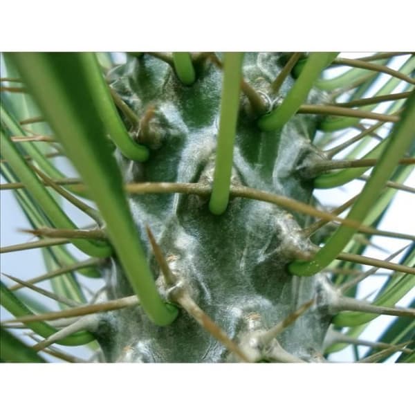 Pachypodium lameri - Äkta palm från Madagaskar - Kruka 12cm