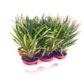 Miniatyrbild 1 av 2: Pachypodium lameri - Äkta palm från Madagaskar - Kruka 12cm