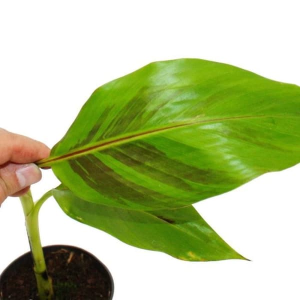 Exotenherz - Rustikt bananträd - Musa sikkemensis - Darjeeling bananträd - 12 cm kruka