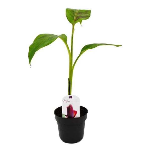Exotenherz - Rustikt bananträd - Musa sikkemensis - Darjeeling bananträd - 12 cm kruka
