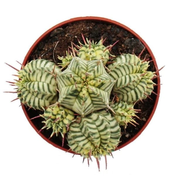 Euphorbia meloformis variegata - Variegated Euphorbia - 10,5 cm kruka - Fancy suckulent