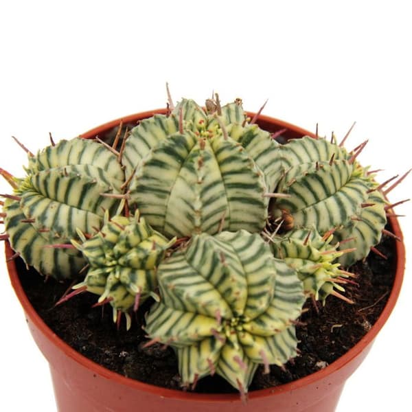 Euphorbia meloformis variegata - Variegated Euphorbia - 10,5 cm kruka - Fancy suckulent