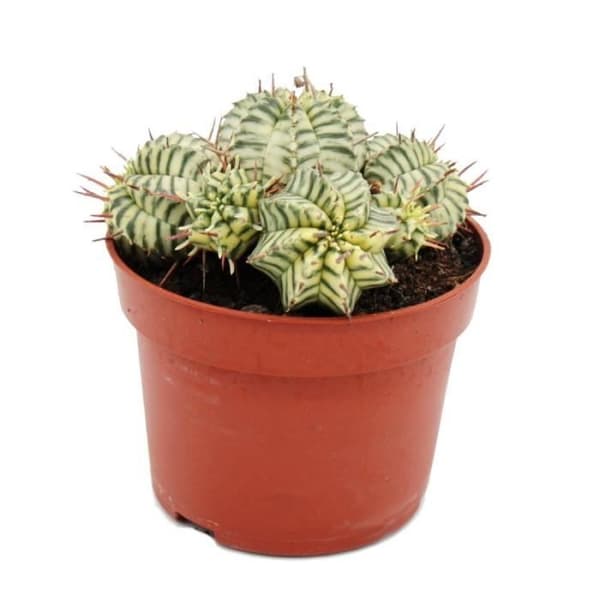Euphorbia meloformis variegata - Variegated Euphorbia - 10,5 cm kruka - Fancy suckulent