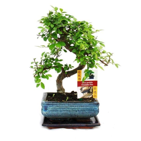 Kinesisk almbonsai - Ulmus parviflora - ca 6 år