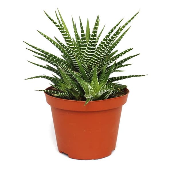 Haworthia fasciata "Big Band" - planteras i en 10,5 cm kruka