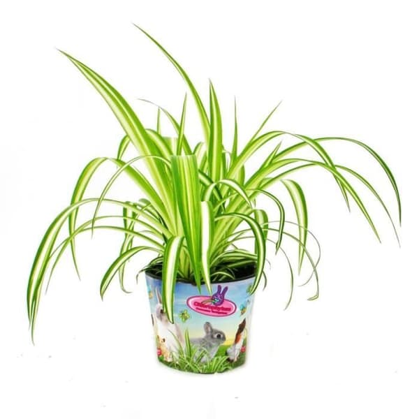 Pet Food Plant - Chlorophytum - Vital mat för kaniner, hamstrar och marsvin Pet Food Plant - Chlorophytum - Vital mat för kaniner, hamstrar och marsvin