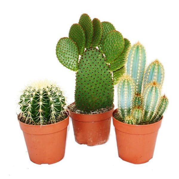 3 olika större kaktusar i setet, 12cm kruka, höjd ca 15-28cm
