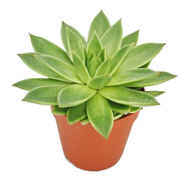 Echeveria agavoides - stor planta i 12 cm kruka