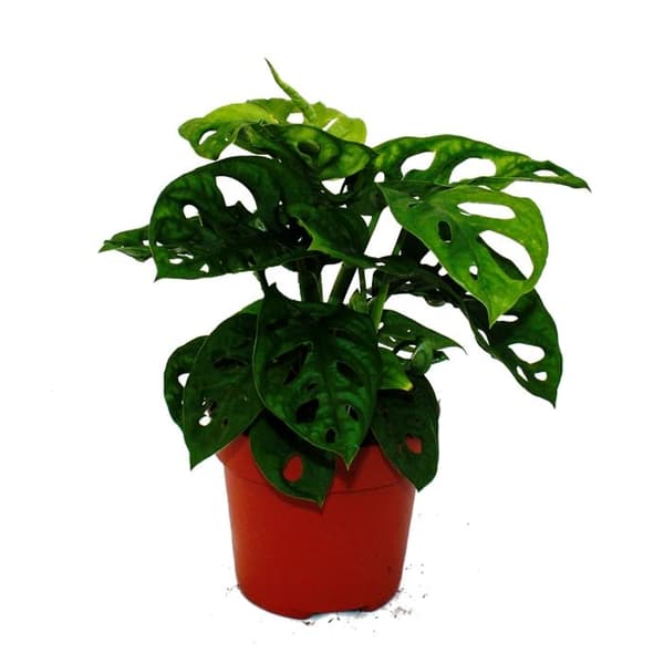Fönsterblad - Monstera deliciosa "Monkey Mask" - 12cm kruka