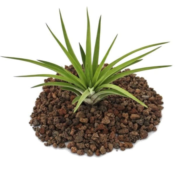 Tillandsia brachycaulos abdida - stor lös planta