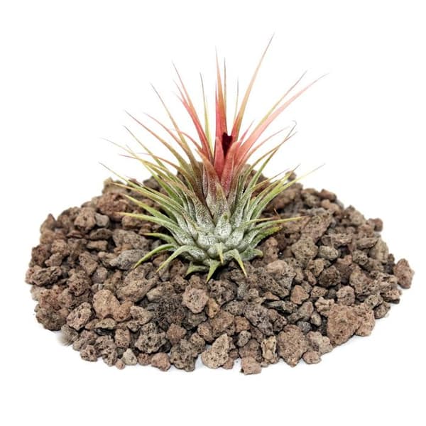 Tillandsia ionantha ionantha - fristående växt