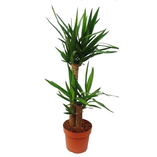 Yuccapalm - palmlilja - 2 runda stammar - ca. 80-100 cm hög