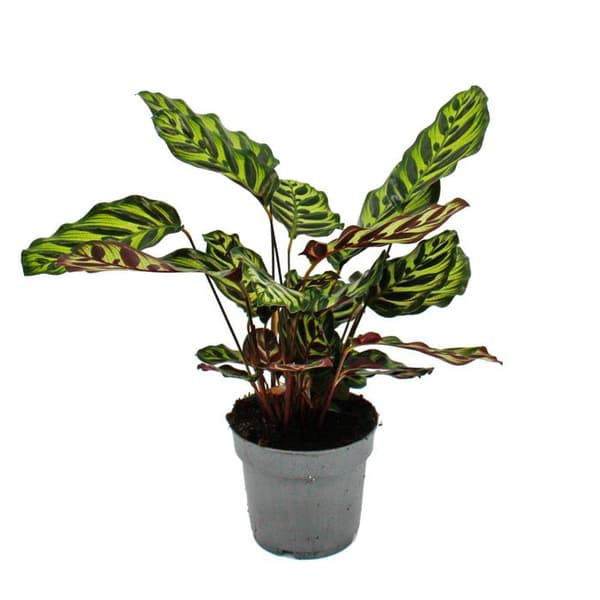 Skuggväxt med speciellt bladmönster - Calathea makoyana - pilrotskorg - 14cm kruka - ca. 35-40 cm hög