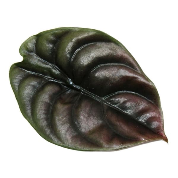 Alocasia cuprea "Red Secret" - Tropical Arum - Alocasia - Metallic Arrow Leaf - Red Secret - 12cm kruka