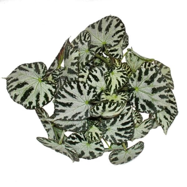 Exotenherz - Begoniablad "Silver Jewel" - kunglig begonia - juvelbladsbegonia - 12 cm kruka