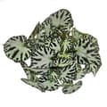 Miniatyrbild 2 av 2: Exotenherz - Begoniablad "Silver Jewel" - kunglig begonia - juvelbladsbegonia - 12 cm kruka