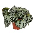Miniatyrbild 1 av 2: Exotenherz - Begoniablad "Silver Jewel" - kunglig begonia - juvelbladsbegonia - 12 cm kruka