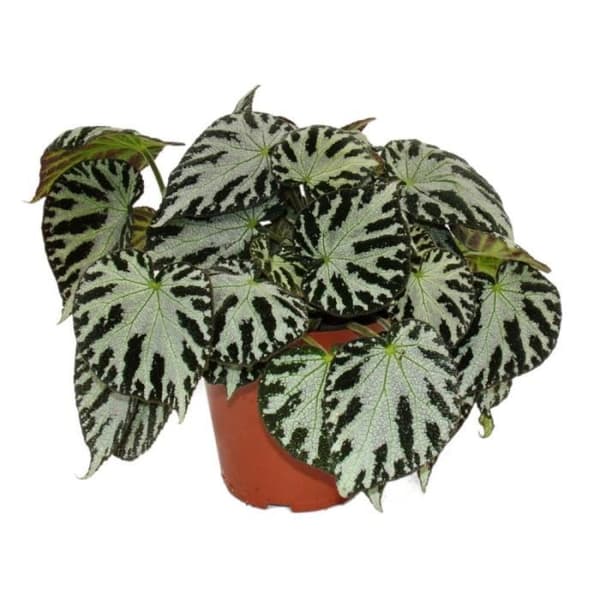 Exotenherz - Begoniablad "Silver Jewel" - kunglig begonia - juvelbladsbegonia - 12 cm kruka