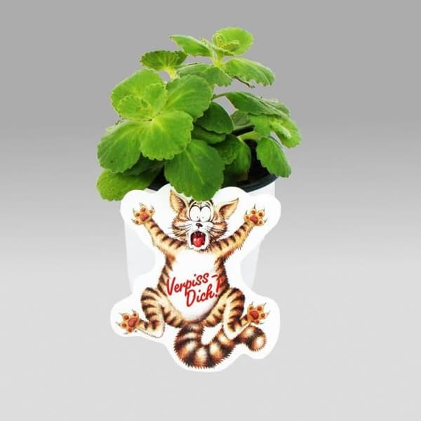 Canine Coleus - Fuck You - Plantera - 3 växter