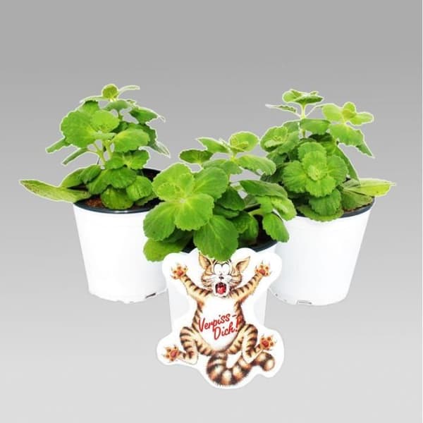 Canine Coleus - Fuck You - Plantera - 3 växter