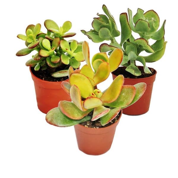 Pengaträdset, 3 olika Crassula-arter i en 12 cm kruka