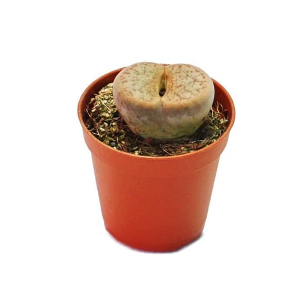 Lithops - Living Stone - i 5,5cm kruka