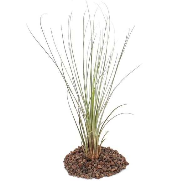 Tillandsia juncea - fristående växt - stor
