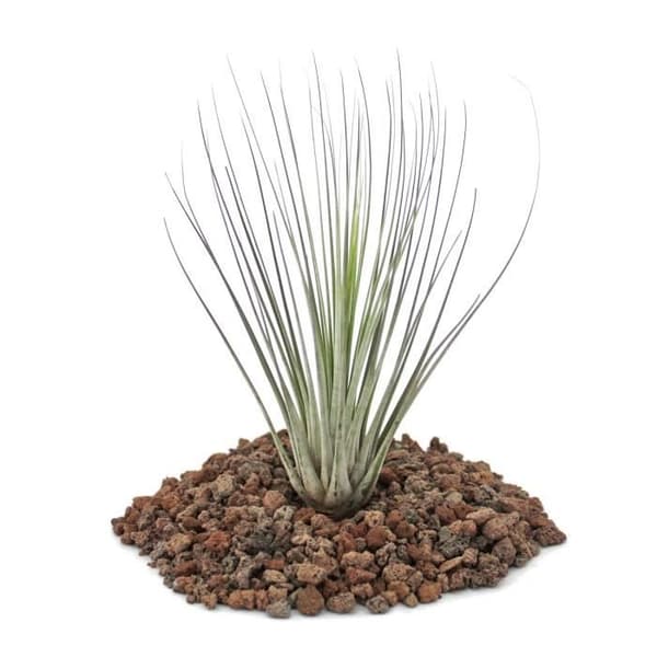 Tillandsia juncea - fristående växt - liten